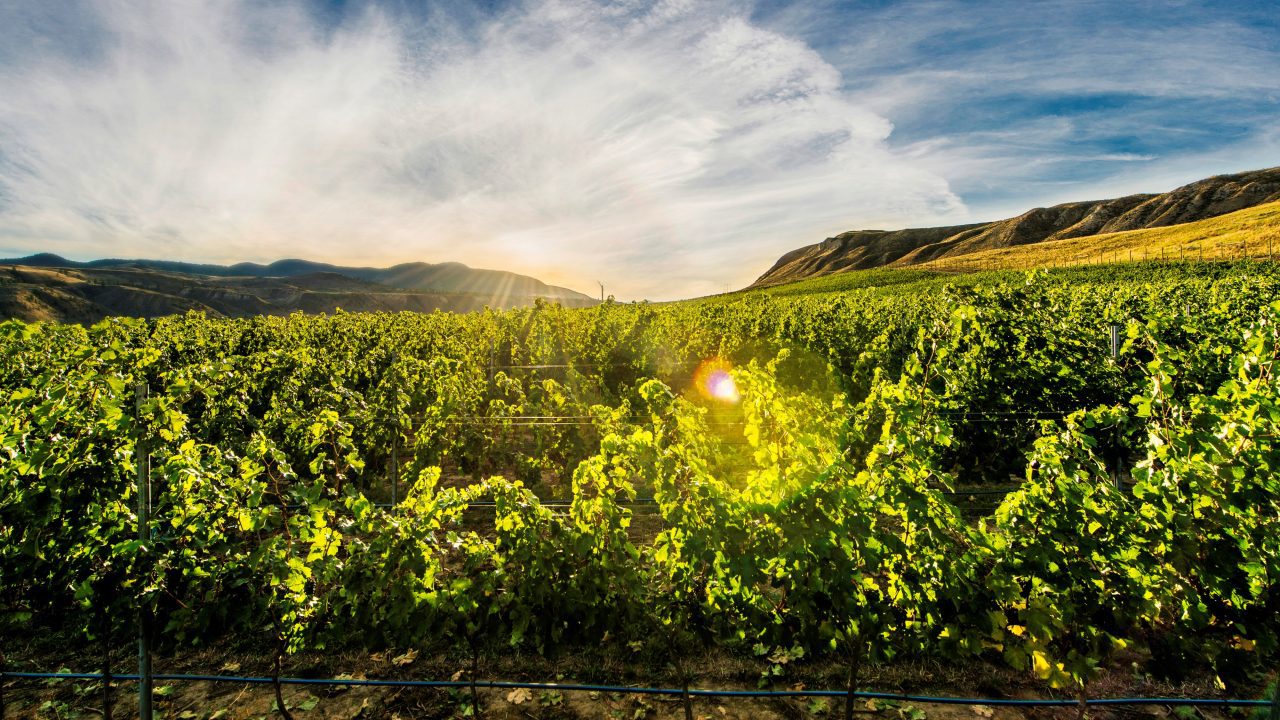 14 Medals Awarded to Kamloops Wineries Kamloops Wine Trail