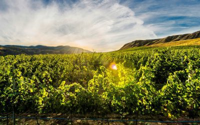 14 Medals Awarded to Kamloops Wineries