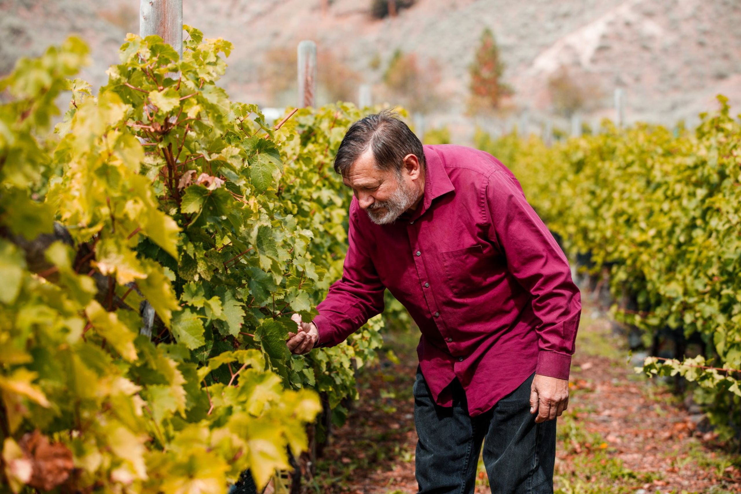Sagewood Winery