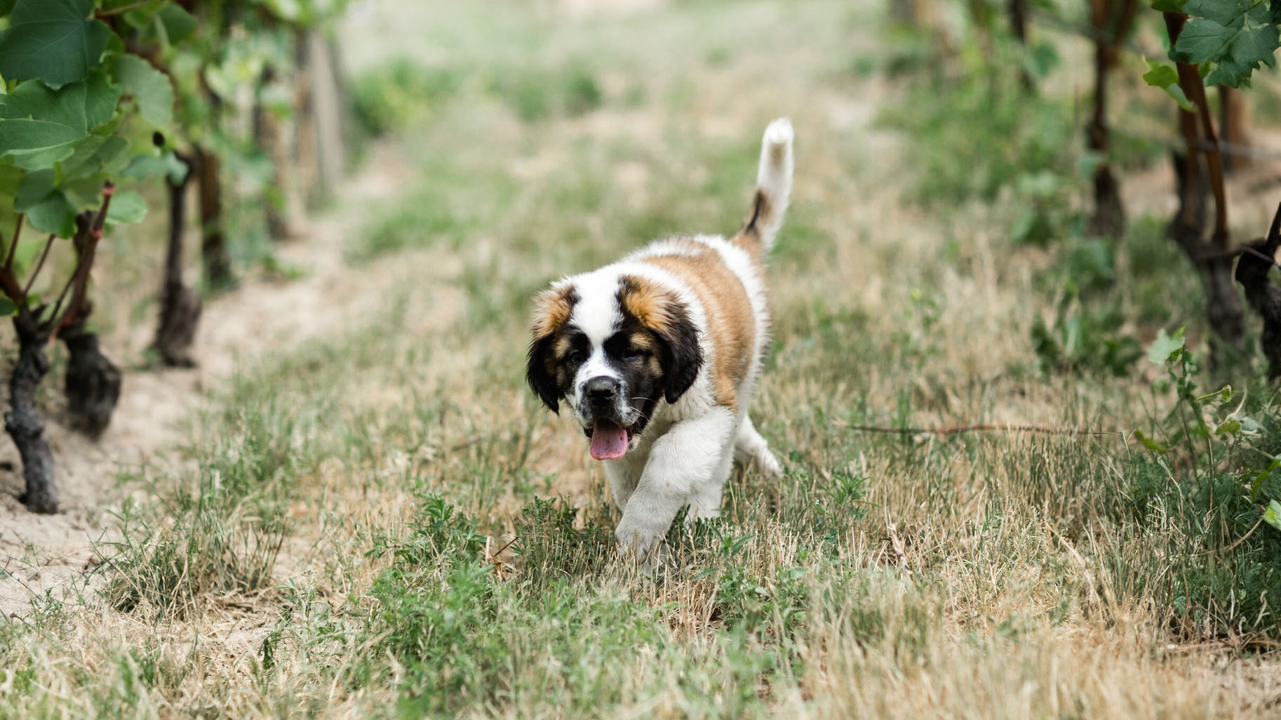 Muddy Paws at Monte Creek Winery